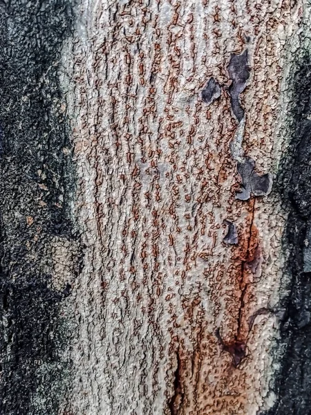 Brown , green and black texture background of tree — Stock Photo, Image