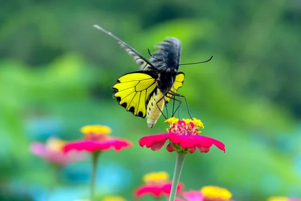 Gros plan Papillon jaune et noir — Photo