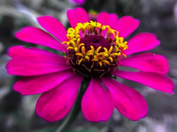 Flores roxas, fundo borrado — Fotografia de Stock