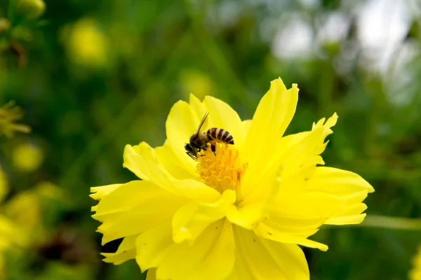 Abeille volant sur des fleurs jaunes — Photo