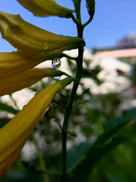 Tatlı su damla ile sarı çiçek