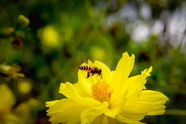 Abeille volant sur des fleurs jaunes — Photo