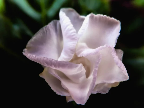 Tatlı beyaz çiçek ve yeşil git