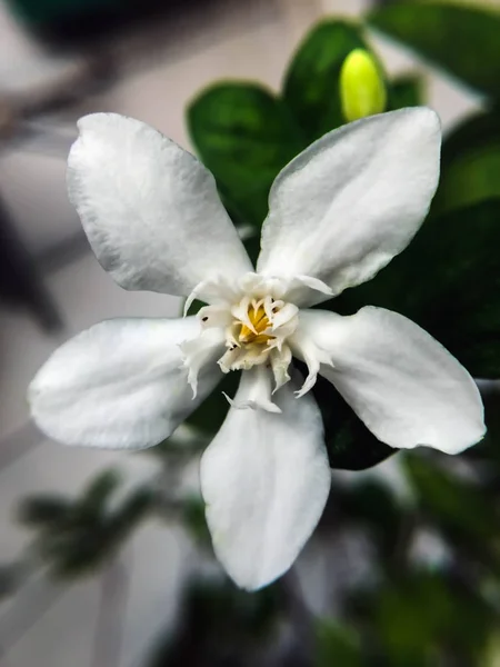 Tatlı beyaz çiçek ve yeşil git