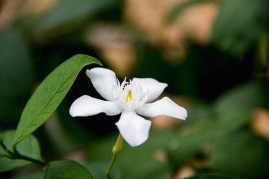 tatlı beyaz çiçek