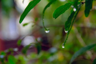 Tatlı su yeşil izinli damla