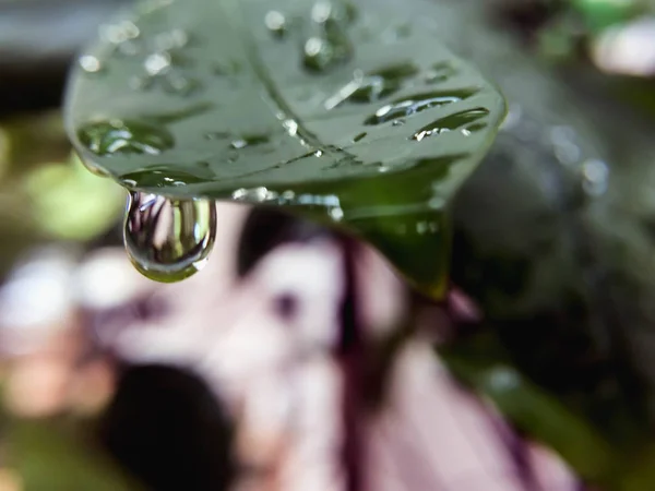 Closeup water drops on green leave — Stock Photo, Image