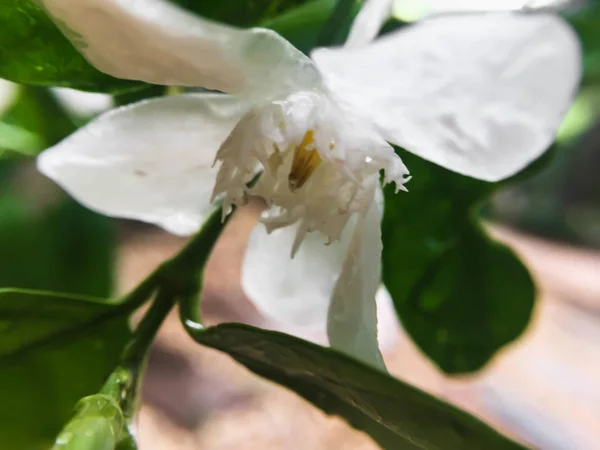 Closeup λευκό λουλούδι — Φωτογραφία Αρχείου
