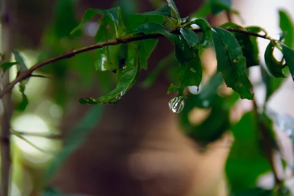 Tatlı su yeşil izinli damla