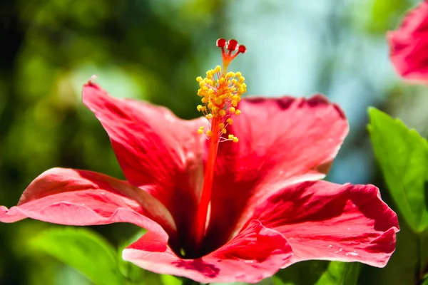 Κλείσιμο Κόκκινα άνθη ιβίσκου — Φωτογραφία Αρχείου