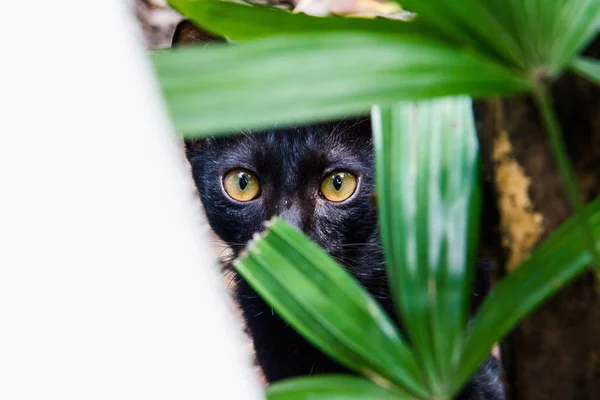 Um gato com olhos a olhar para mim — Fotografia de Stock