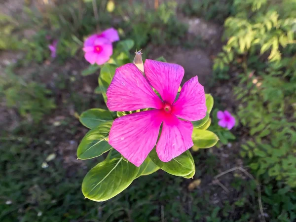 Closeup flor roxa fundo embaçado — Fotografia de Stock