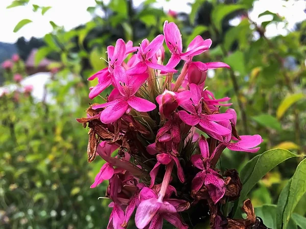 Tatlı pembe çiçek bulanık arka plan