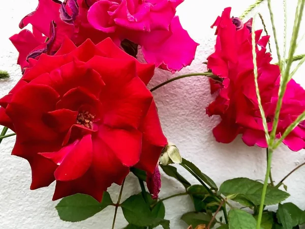 근접 촬영 붉은 장미와 녹색 잎 — 스톡 사진