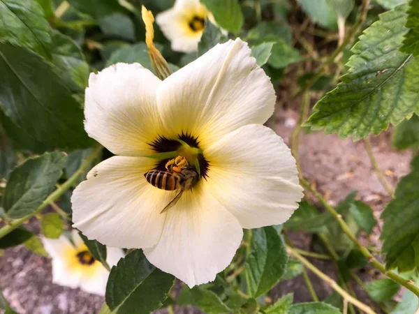 特写镜头蜜蜂在白色花 — 图库照片