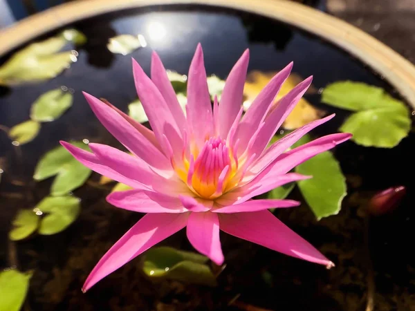 Primo piano Loto Rosa in piscina — Foto Stock