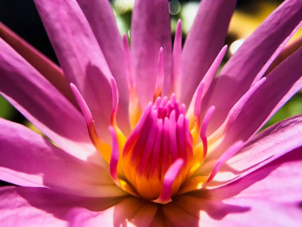 Closeup Pink Lotus na piscina — Fotografia de Stock