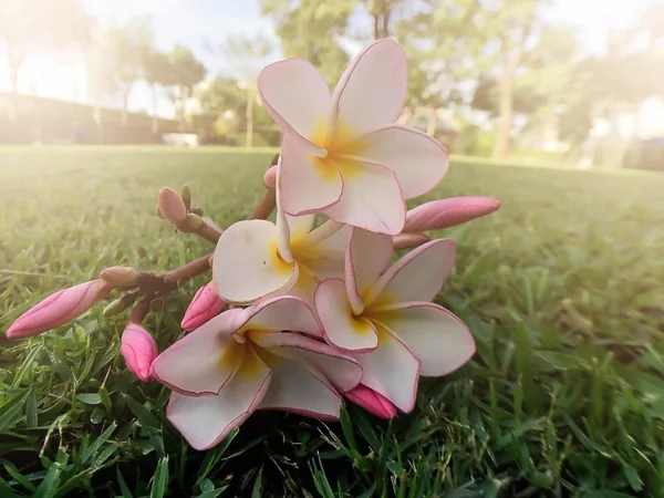 Vita och rosa plumeria blommor — Stockfoto