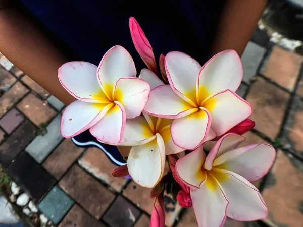 Fehér és rózsaszín plumeria virágok — Stock Fotó
