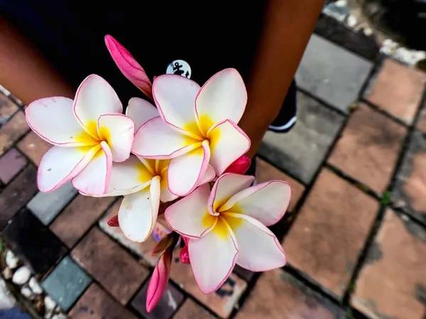 Beyaz ve pembe plumeria çiçekler — Stok fotoğraf