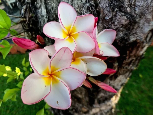 Flores brancas e rosa plumeria — Fotografia de Stock