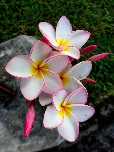 Fleurs plumeria blanches et roses — Photo