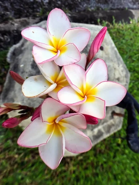 Vita och rosa plumeria blommor — Stockfoto