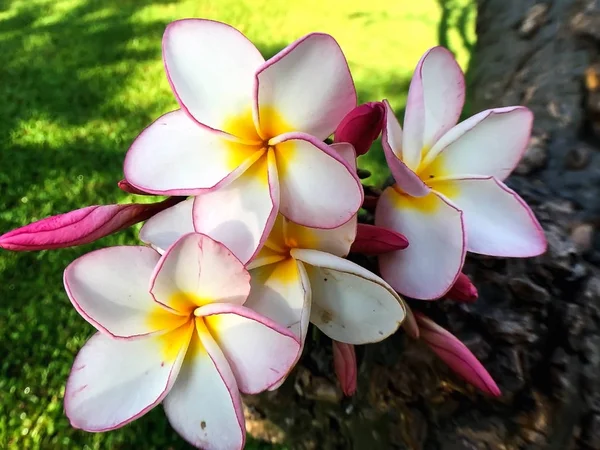 Plumeria witte en roze bloemen — Stockfoto