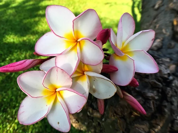 Plumeria białe i różowe kwiaty — Zdjęcie stockowe