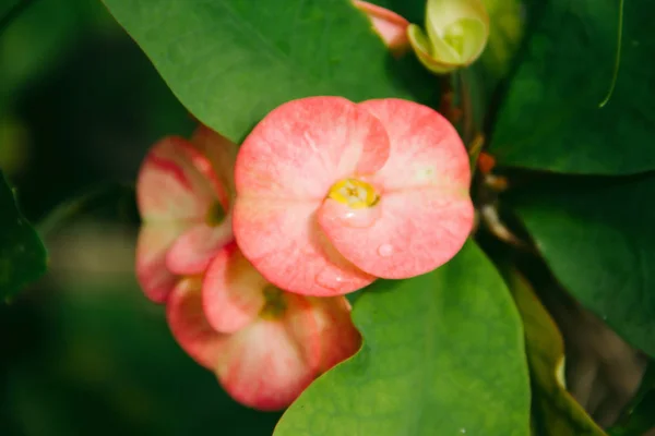 Closeup Poi Sian Λουλούδια Ροζ Και Πράσινο — Φωτογραφία Αρχείου
