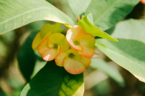 小花粉红色和绿色的特写 — 图库照片