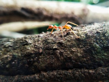 Bir ağaç üzerinde yürüme Closeup kırmızı karınca