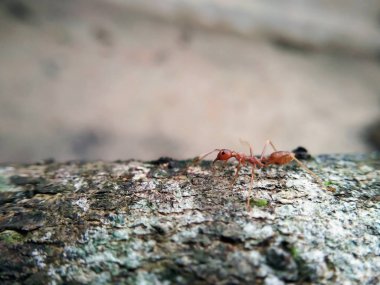 Bir ağaç üzerinde yürüme Closeup kırmızı karınca