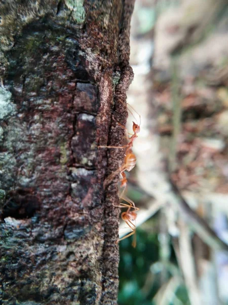 Closeup Červený Mravenec Chůzi Stromě — Stock fotografie