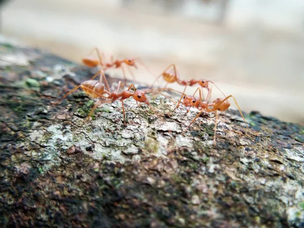 Fechar Formiga Vermelha Andando Uma Árvore — Fotografia de Stock