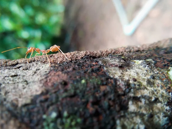 Closeup Červený Mravenec Chůzi Stromě — Stock fotografie