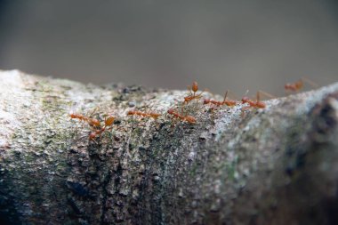Tatlı kırmızı karınca yürüyüş ağaç üzerinde