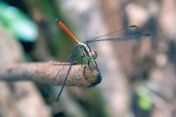Closeup Dragonfly Eiland Een Tak — Stockfoto