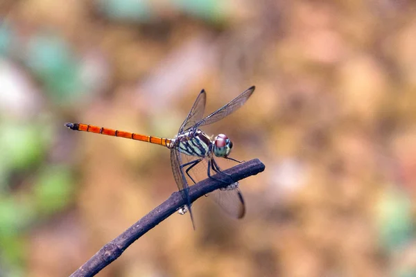 Closeup Dragonfly Eiland Een Tak — Stockfoto