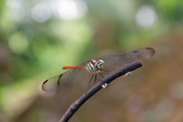 特写蜻蜓岛上的一个分支 — 图库照片