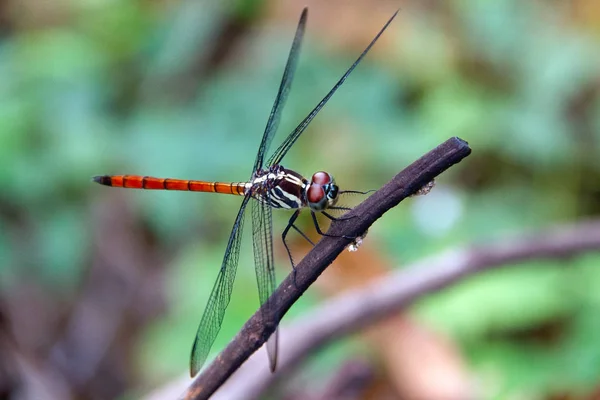 Gros Plan Dragonfly Island Sur Une Branche — Photo