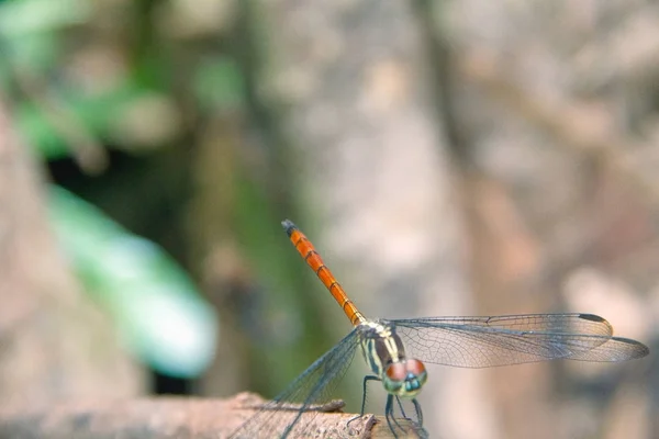 Closeup Dragonfly Eiland Een Tak — Stockfoto