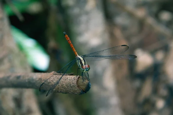 Gros Plan Dragonfly Island Sur Une Branche — Photo