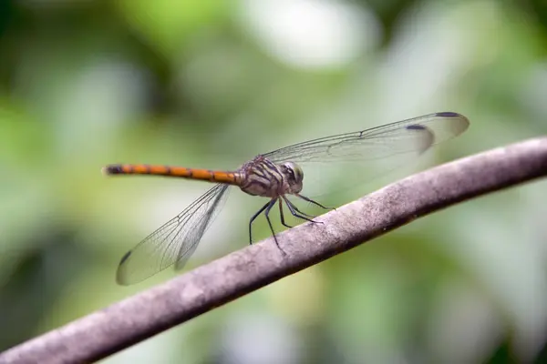 Closeup Dragonfly Eiland Een Tak — Stockfoto