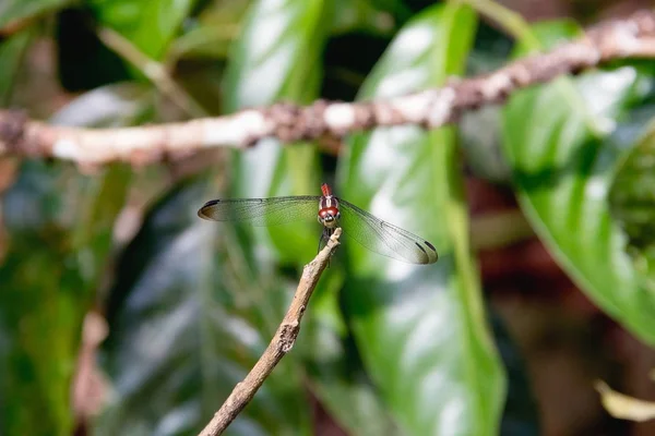 Gros Plan Dragonfly Island Sur Une Branche — Photo