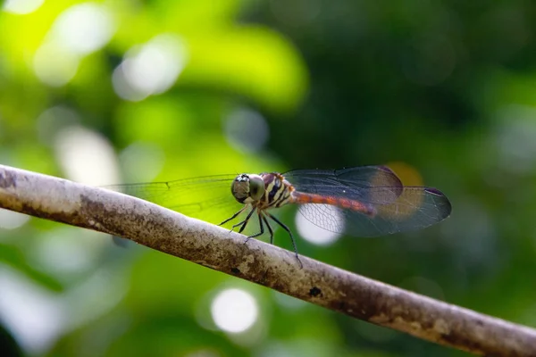 Closeup Dragonfly eiland op een tak — Stockfoto
