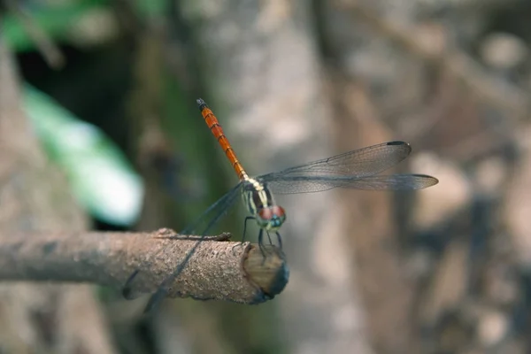 Närbild Dragonfly Gren Royaltyfria Stockfoton