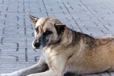 Köpek etrafa uyku