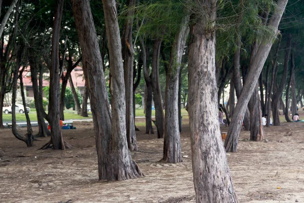 Primo Piano Pine Beach Foglia Verde Sfondo Sfocato — Foto Stock