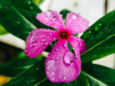 Closeup Violet su teresi çiçek ve su damla